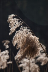 Light shining on panicle reed with a dark background on a sunny spring day in the Palatinate Forest of Germany.