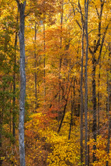 Fototapeta premium Welcome to Autumn