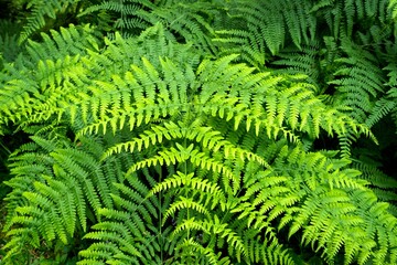 Beautiful green fern leaves in the forest. Background with natural ferns.