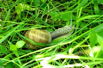 Large white mollusk snail with brown striped shell, crawling on grass.
