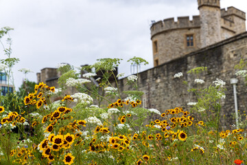 A field of blooming wildflowers in front of an old castle wall and turret in London