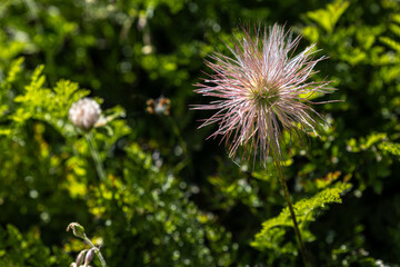 lila Windröschen im Sommer, verblüht