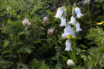 Bärtige Glockenblume