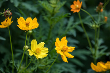 Cosmos sulphureus is a species of flowering plant in the sunflower family Asteraceae, also known as sulfur cosmos and yellow cosmos. It is native to Mexico, Central America, and northern South America