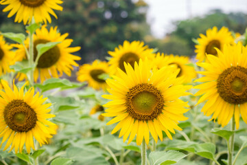 Fototapeta premium Close-up of a sunflower growing in a field of sunflowers during a nice sunny summer day with some clouds.