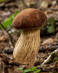Summer cep wild mushroom (Boletus reticulatus).