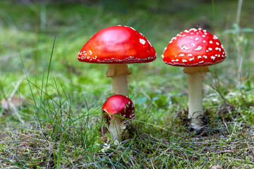 Amanita muscaria mushrooms growing in natural environment forest.