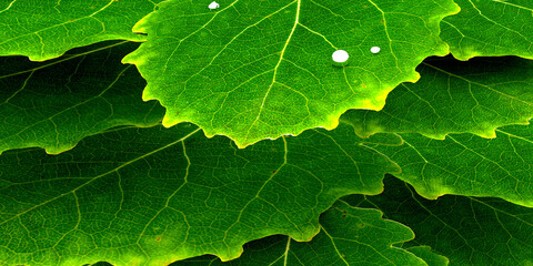 Fototapeta premium Green leaf with water droplets. Green background with green leaves and water drop. 3d illustration