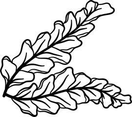 Outline Kale Illustration Vector