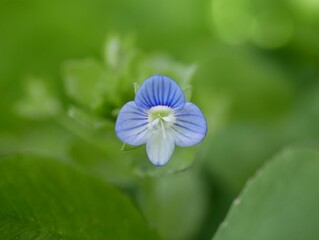 A small blue flower with four petals on a sunny summer day. Annual herbaceous plant veronica persica on a flower bed in a city park.