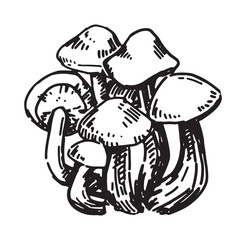 Fototapeta premium Outline clipart of edible mushroom. Doodles of autumn forest harvest. Hand drawn vector illustration isolated on white background.