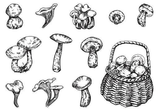 Outline clipart set of edible mushrooms. Doodles of autumn forest harvest. Hand drawn vector illustrations collection isolated on white background.