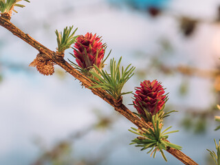 Kleiner Zweig der Europäischen Lärche (Larix decidua) mit weiblichen und männlichen Blüten.