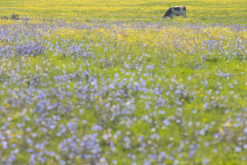 Vache broutant dans un champ de fleurs 