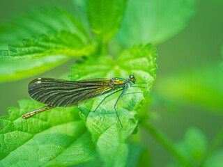 Nahaufnahme einer Prachtlibelle (Calopteryx virgo) die auf einen grünen Blatt sitzt.