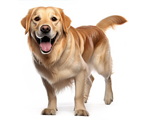 golden retriever dog