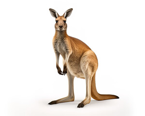 Fototapeta premium kangaroo in a background