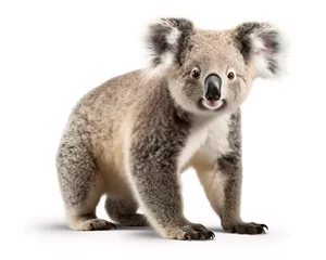Deurstickers koala in front of background © Andrey