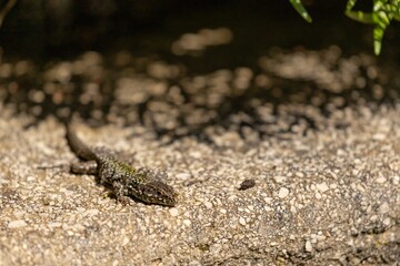 close up of a lizard on cres island