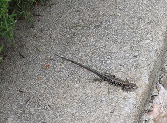 close up of a lizard on cres island