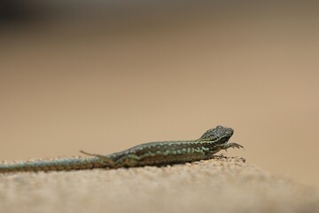 close up of a wall lizard