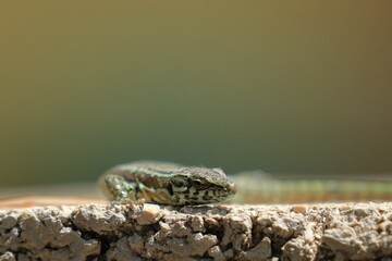 close up of a wall lizard