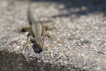 close up of a wall lizard