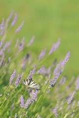 blooming lavender on cres island