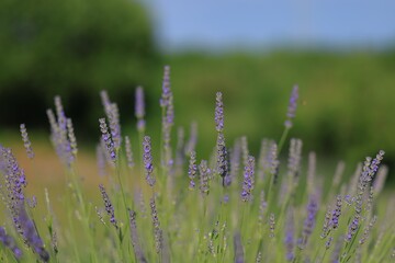 Fototapeta na wymiar blooming lavender on cres island