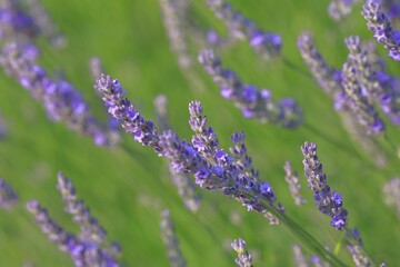 blooming lavender on cres island