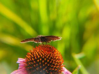 Wild Indigo Duskywing Skimmer