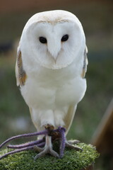 birds of pray at agricultural show in east yorkshire