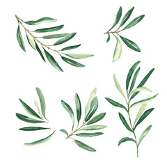 Olive branches set isolated on white background. Watercolor hand drawn botanical illustration. Can be used for cards, logos and package design