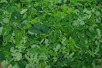 Dark green Moringa leaves  , Close up shot ,nutious food