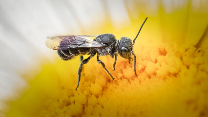 A rare sighting of a tiny black and white male Heriades Leaf Cutter Bee pollinating a white daisy flower. Long Island, New York, USA