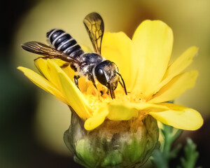 Extreme close up of a Megachile leaf cutter bee pollinating a yellow garland daisy flower. Long Island, New York, USA