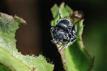 A blue green Osmia Mason Bee actively leaf cutting a wild rose leaf for her nest construction. Long Island, New York, USA