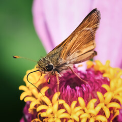 Side view of a tan and brown skipper butterfly using its long proboscis tongue to retrieve nectar...