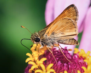 Side view of a tan and brown skipper butterfly using its long proboscis tongue to retrieve nectar from a pink zinnia flower. Long Island, New York, USA