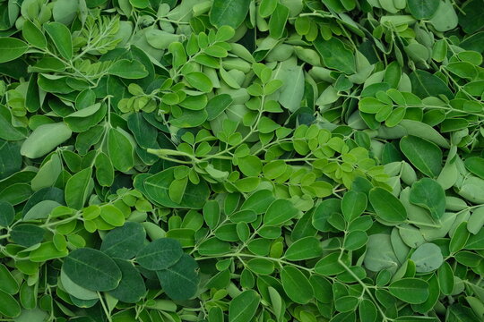 Moringa oleifera leaves , background texture