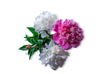 Rose and white peony flowers and green leaves isolated on white