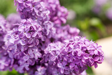 Lilac blossom in spring, aromatic flower closeup