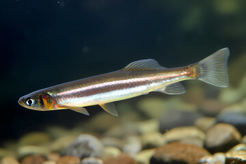 Rainbow Smelt - Found in North America's Great Lakes and Northeastern United States, are commonly used in North American cuisine and have a mild, slightly sweet flavor (Generative AI)