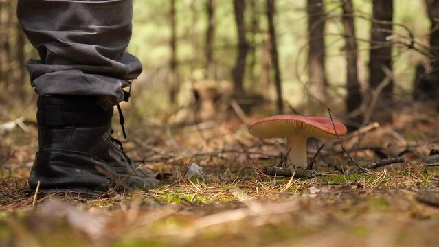 Poisonous Mushroom. A Mushroom Picker Knocks Breaks Poisonous Mushrooms With His Boot While
