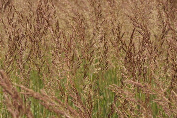 mature grass seed close up