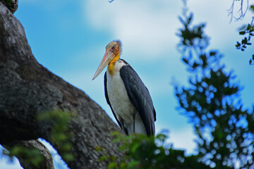 Lesser adjutant found in Yala Sri Lanka