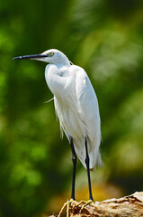 Little egret in a green back ground