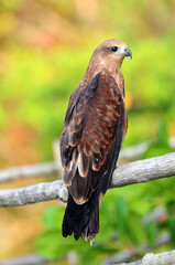 Eagle perched on a tree