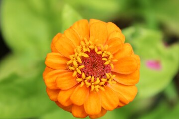 Orange Zinnia Flower, macro 