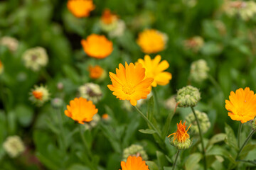 orange flowers in the garden